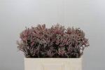 Vollsortiment - Anigozanthos rosa - 10 Stiele